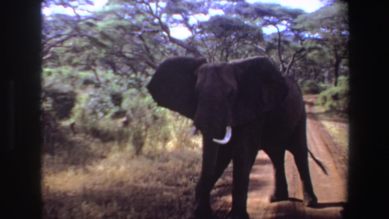 Tusked elephant standing on a dirt road among trees and grass.