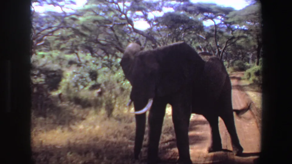 The elephant faces the camera on the Angola dirt road, with tusks bright against a shaded body and leafy trees in the background.