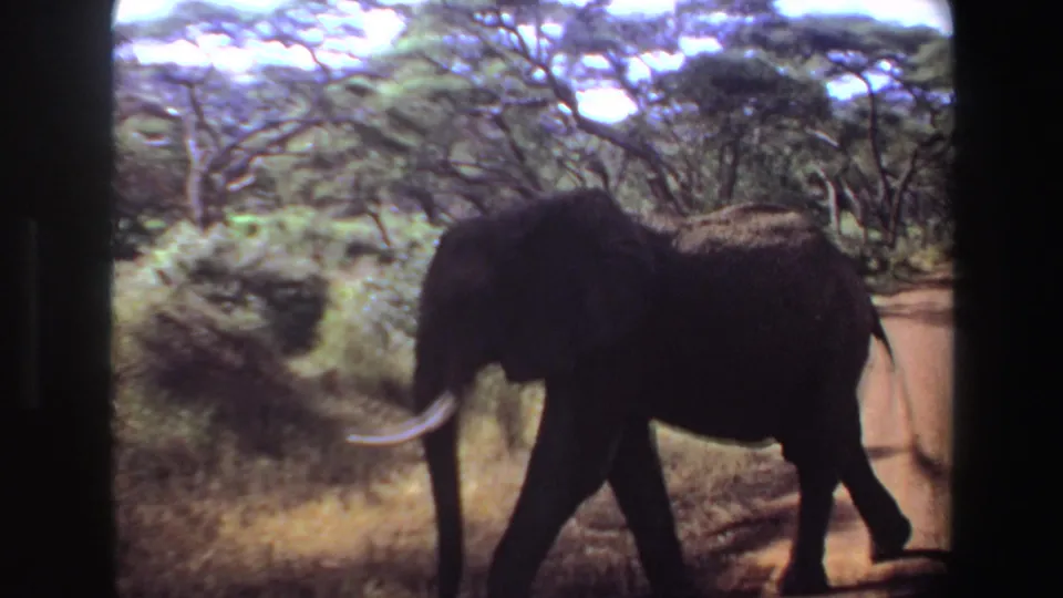 The 1969 Angola home-movie frame shows the tusked elephant walking left from the road toward roadside grass and shrubs.