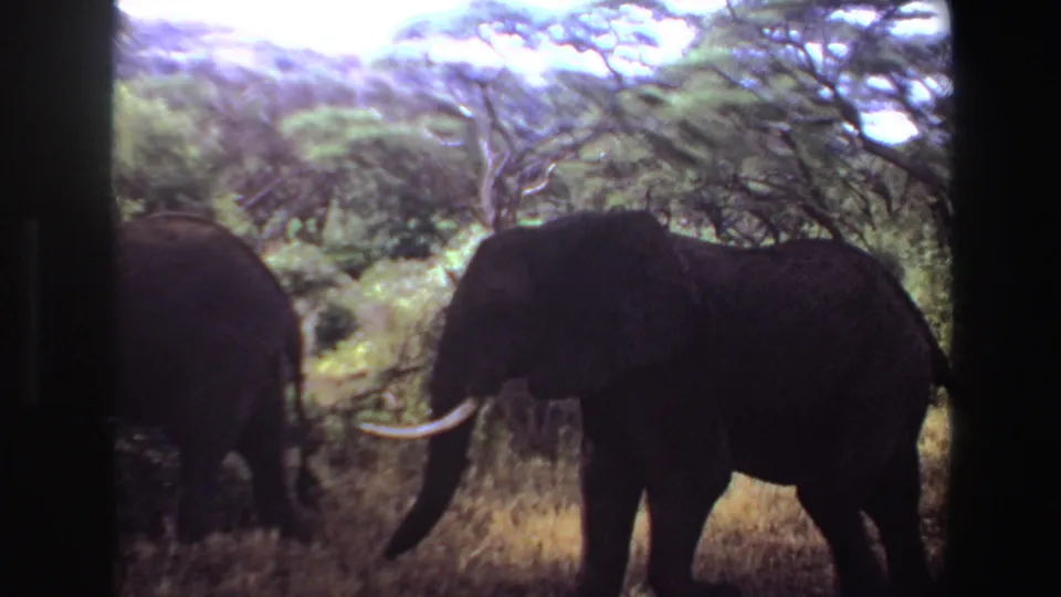 The elephant appears in side profile as it moves off the dirt road into grass, with dense trees and strong film-edge shadows around the frame.