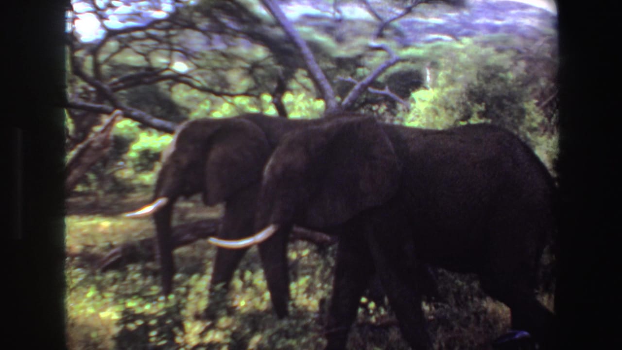 Two African elephants with tusks move through green savanna vegetation in Angola, 1969, framed by dark 8mm film edges.