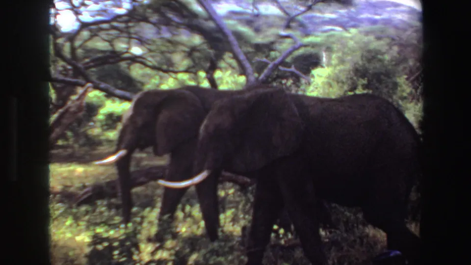 Two African elephants with tusks move through green savanna vegetation in Angola, 1969, framed by dark 8mm film edges.