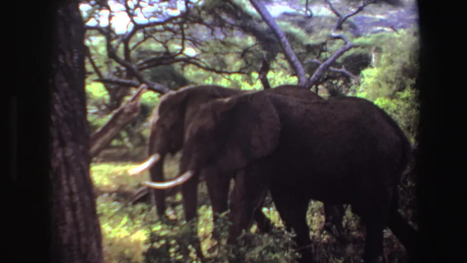 A tusked elephant is seen side-on in shaded savanna brush, with another elephant partly visible nearby in 1969 Angola footage.