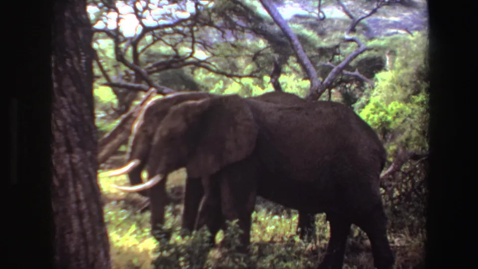 A large tusked elephant walks through tall green grass beneath tangled trees in Angola, 1969, with soft 8mm color and grain.