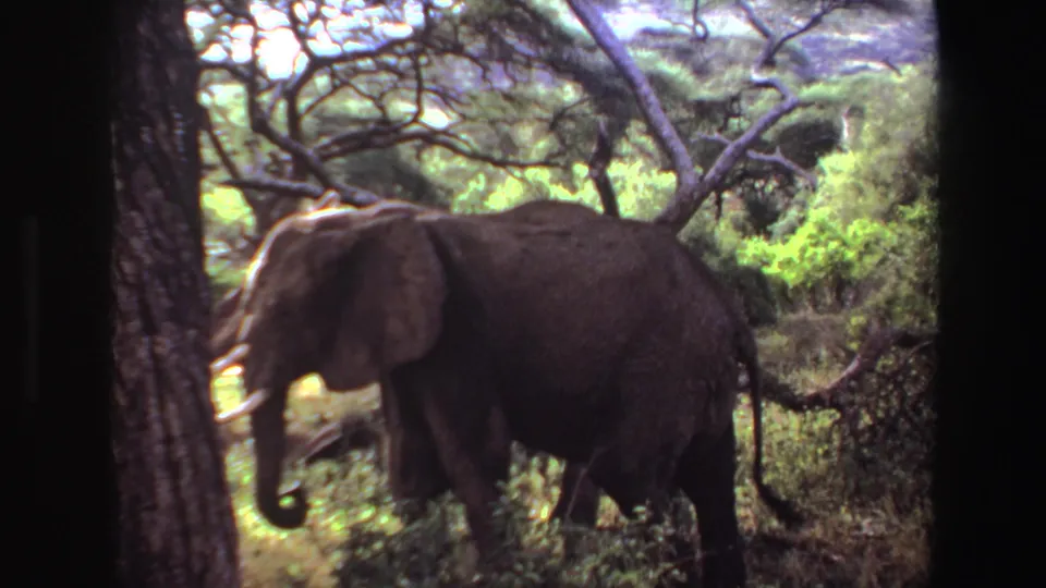 A tusked elephant moves across a grassy, wooded savanna setting in Angola, 1969, seen in soft-edged 8mm home-movie footage.