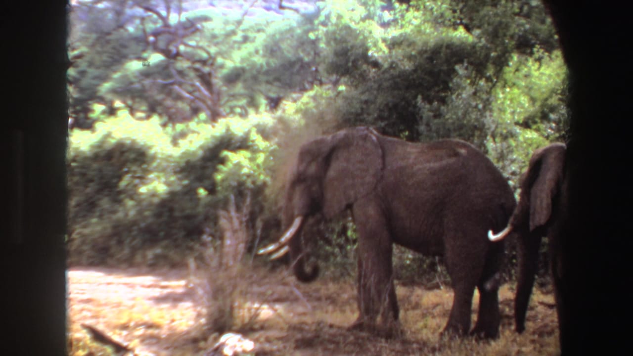 1969 Angola 8mm frame showing tusked elephants in a leafy enclosure with dry grass and dark structural edges.