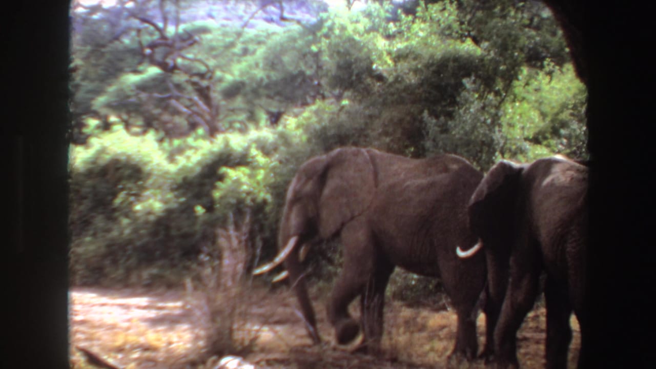 1969 Angola 8mm frame with a tusked elephant walking past brush as a second elephant remains partly cropped.