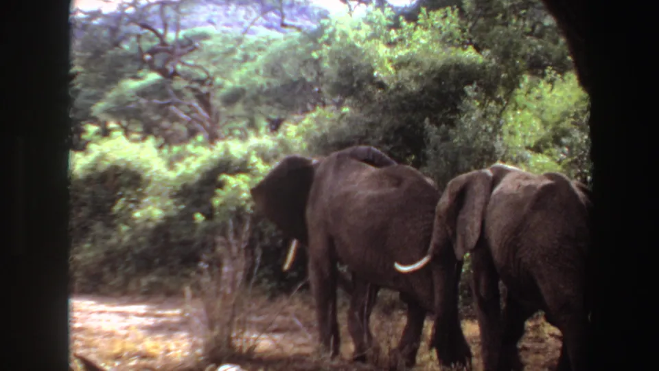 1969 Angola 8mm frame showing two elephants close together in dry grass and leafy enclosure vegetation.