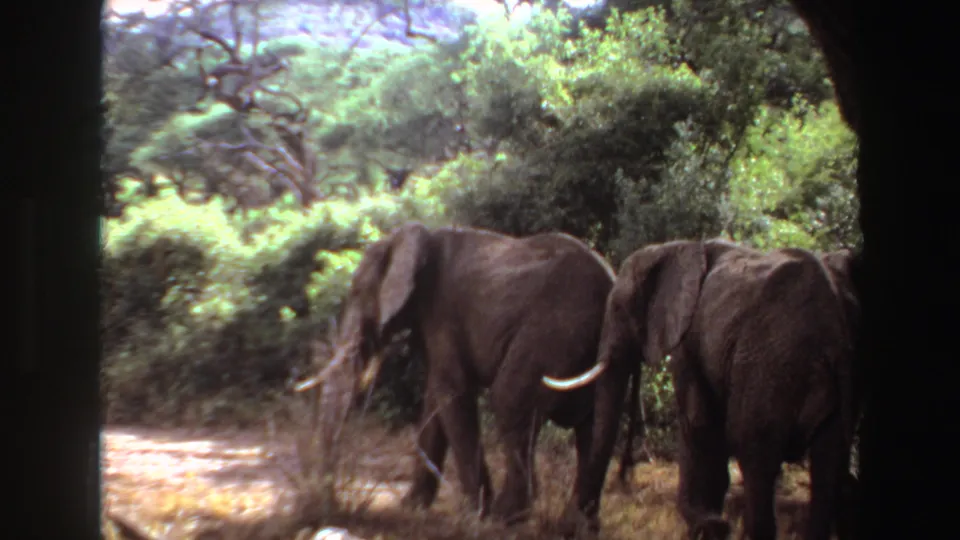 1969 Angola 8mm frame of elephants near dense green trees, with dry grass underfoot and a visible curved tusk.