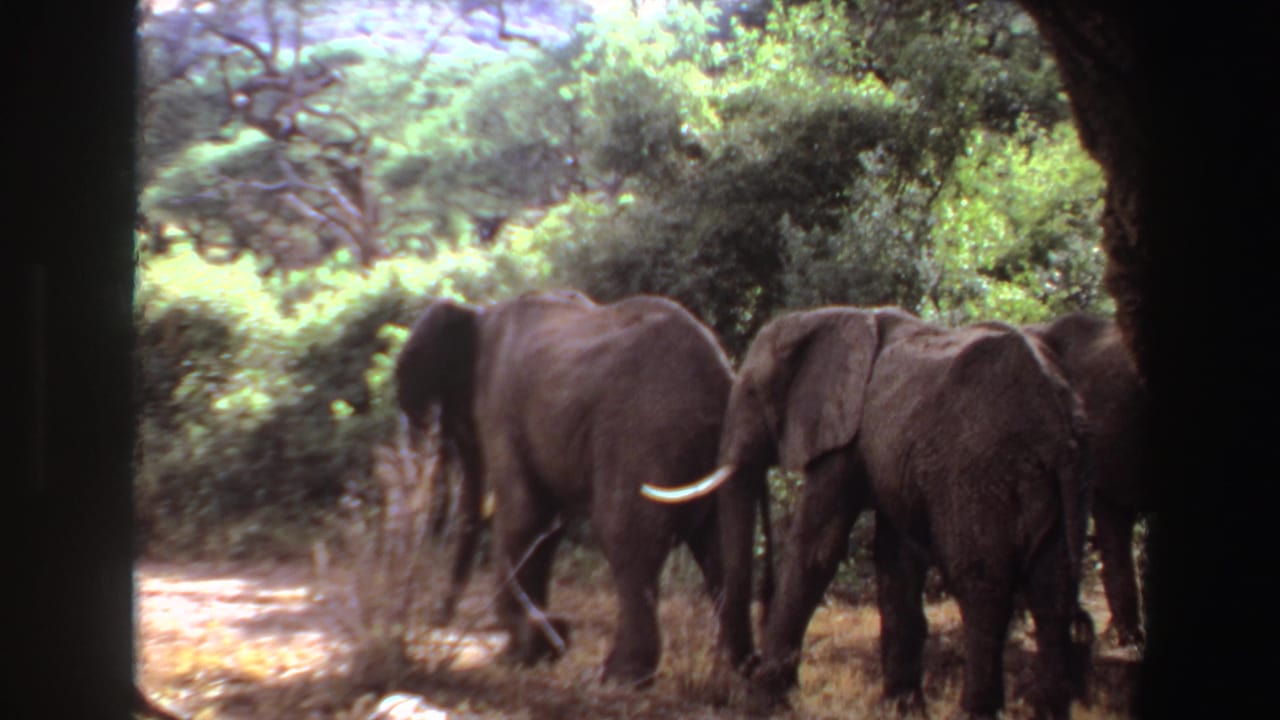 Several elephants walk through trees and dry grass, partly framed by dark foreground shapes.