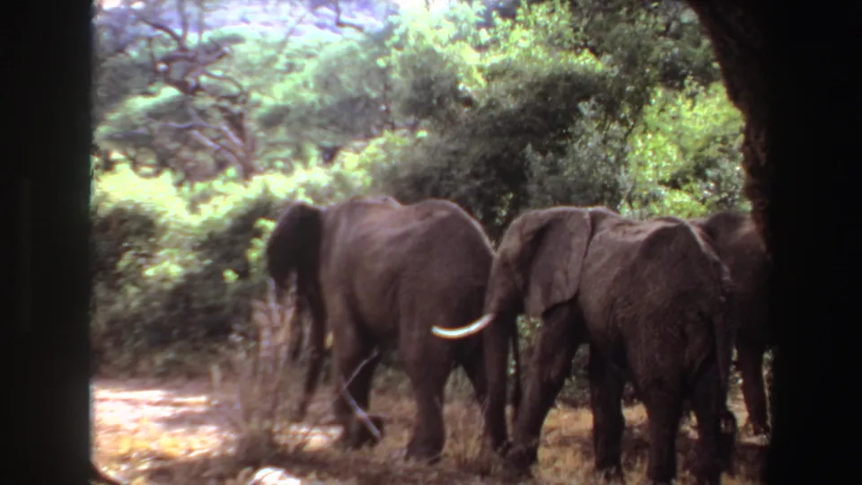 1969 Angola 8mm frame showing African elephants moving through sunlit bush, viewed from behind a dark vehicle or shelter edge.