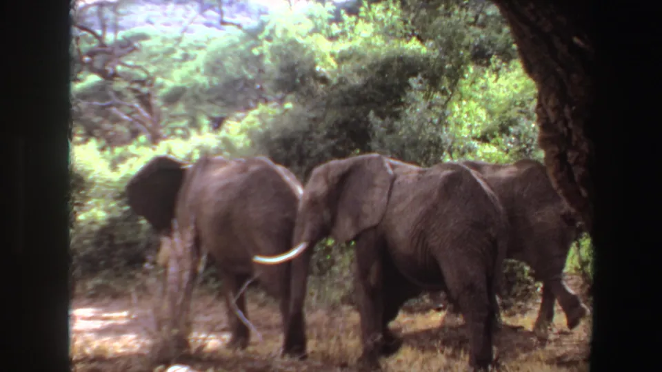 1969 Angola wildlife footage frame with elephants clustered near trees and brush, their grey bodies partly softened by 8mm motion blur.