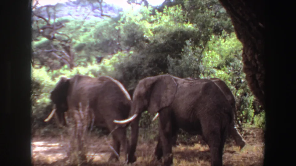1969 Angola 8mm still showing two African elephants crossing dry grass under green trees, with tusks visible in the soft film frame.
