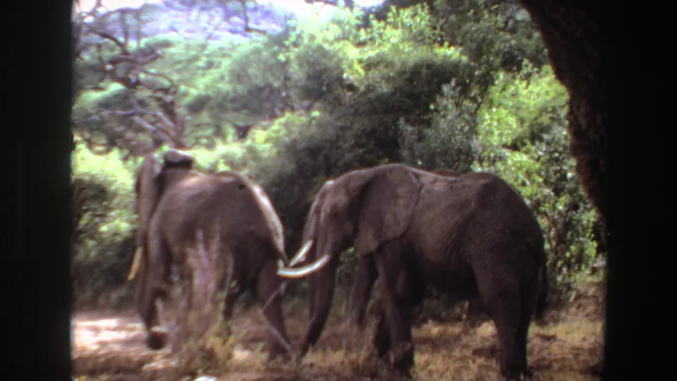Late-1960s Angola home-movie frame of elephants gathered in brush and trees, seen through dark framing at the side of the shot.