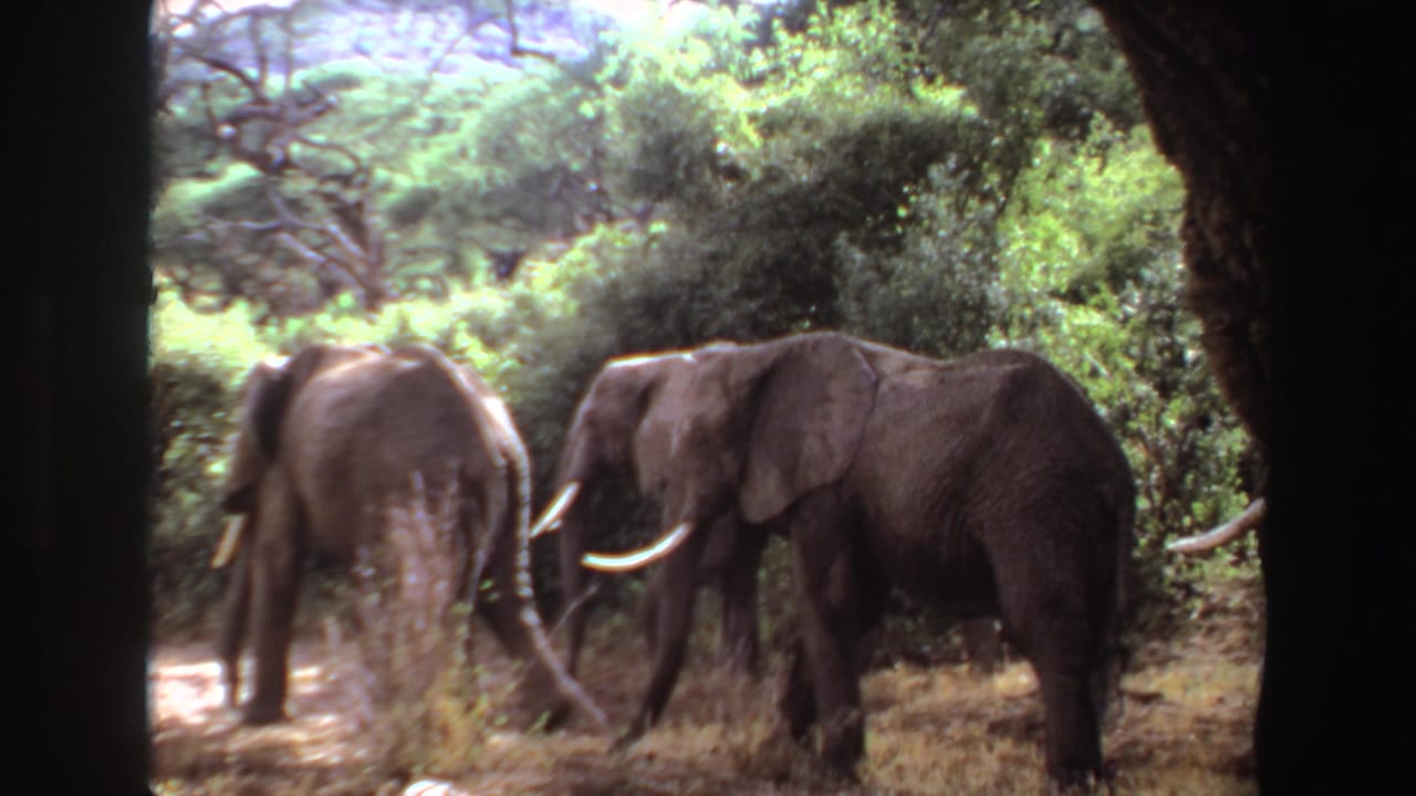 1969 Angola 8mm frame showing elephants moving through dry grass and trees, partly framed by shadowed trunks.