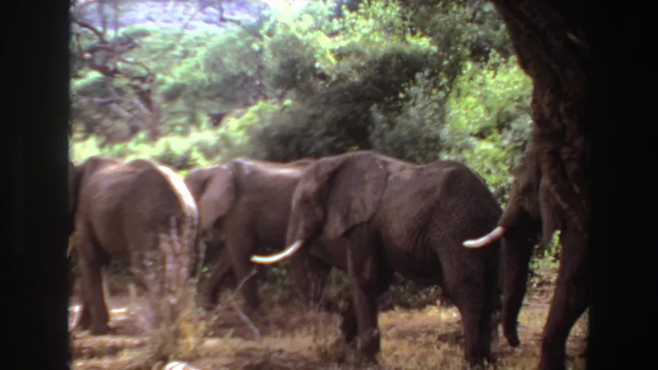 1969 Angola wildlife frame with a small group of elephants walking through a shaded, tree-lined savanna area.