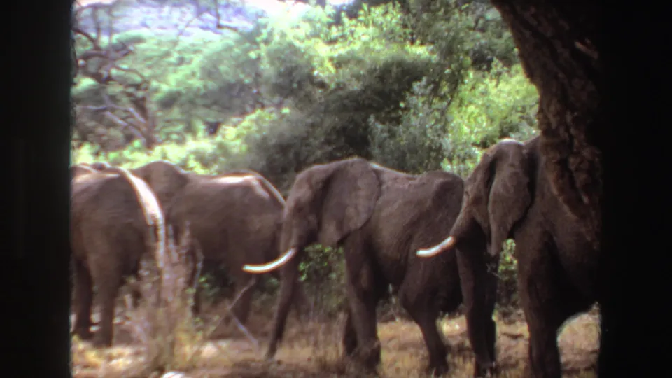 1969 Angola 8mm still of elephants passing close to a dark foreground trunk in a wooded savanna setting.