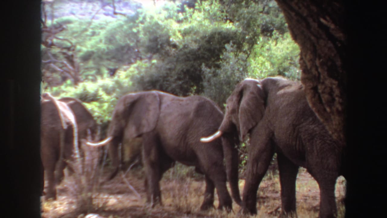 Elephants walking through dry grass beside trees, partly framed by dark foreground trunks.