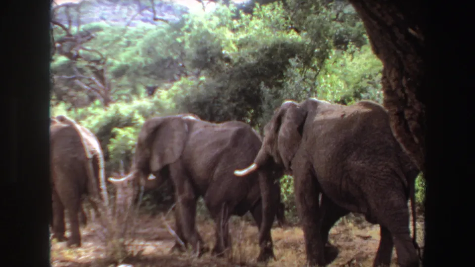 1969 Angola 8mm frame with elephants passing through brush and dry grass, partially blocked by a foreground trunk.