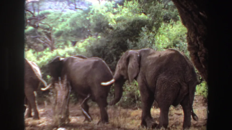 1969 Angola 8mm frame showing elephants from a low angle as they pass near foliage and a dark foreground trunk.