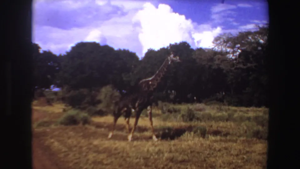 1969 Angola 8mm frame showing a lone giraffe in open savanna grass beneath a bright blue sky with white clouds.