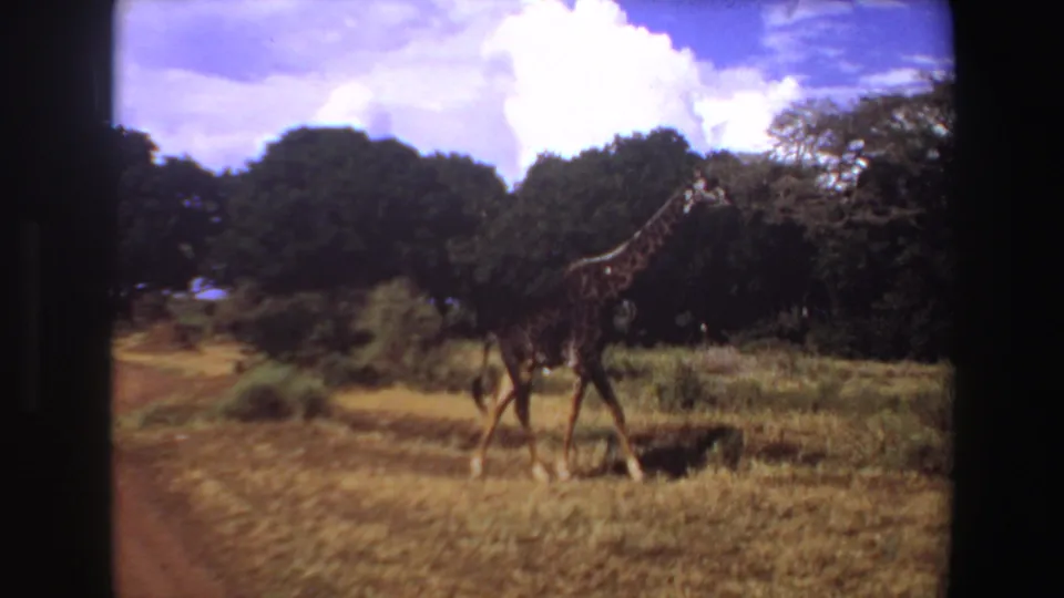 1969 Angola 8mm frame showing a giraffe walking through yellow grass near dark trees beneath a bright clouded sky.