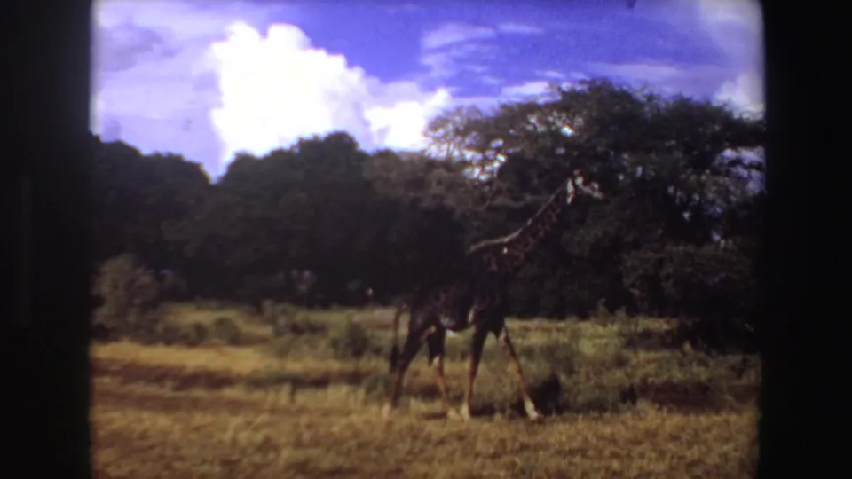 1969 Angola 8mm frame showing the giraffe nearer the tree line, with yellow grass, dark foliage, and clouded sky visible.