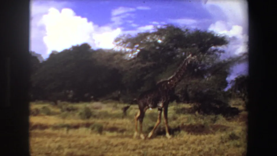 1969 Angola 8mm frame of a giraffe walking beside low trees and yellow grass under a blue sky with white clouds.