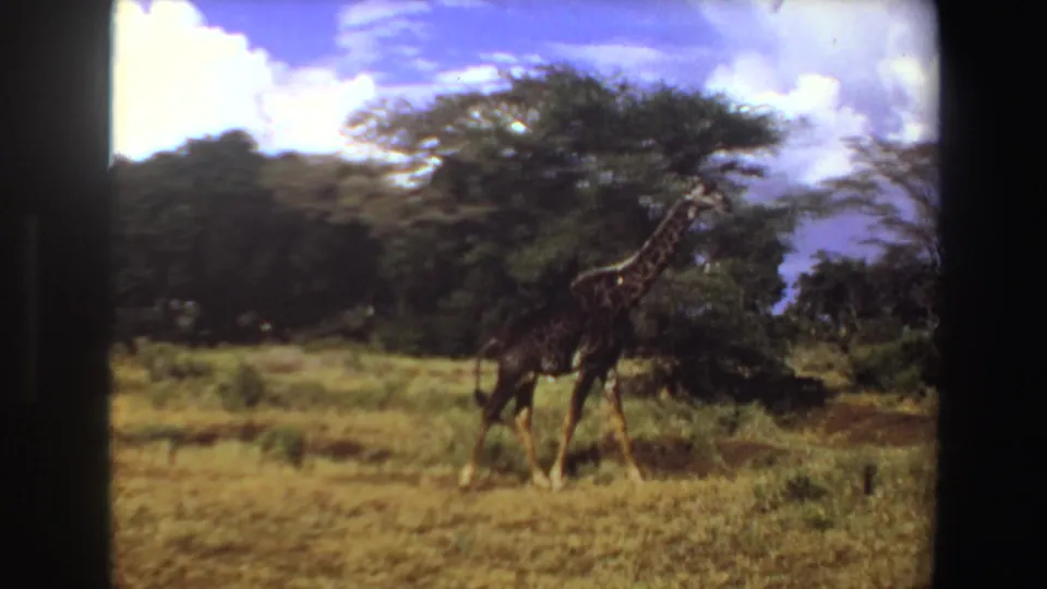 1969 Angola 8mm frame showing a giraffe crossing grassy plains near acacia-like trees and scattered clouds.