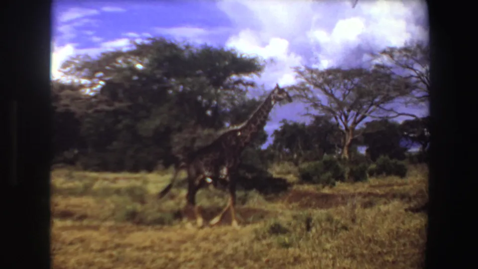 1969 Angola 8mm frame with a giraffe walking near scrub and acacia-like trees on sunlit plains.