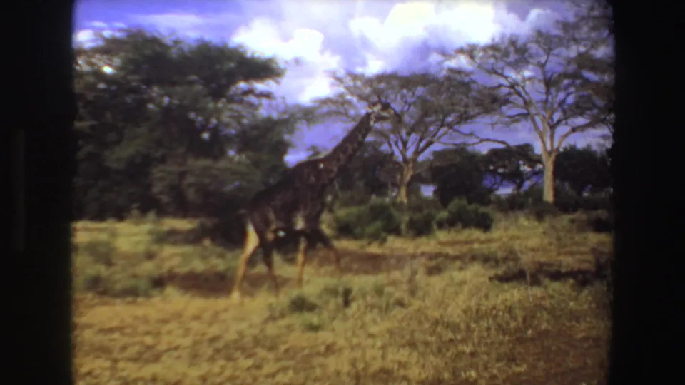 1969 Angola 8mm frame showing the giraffe lower in the frame as it walks past pale-trunked trees.