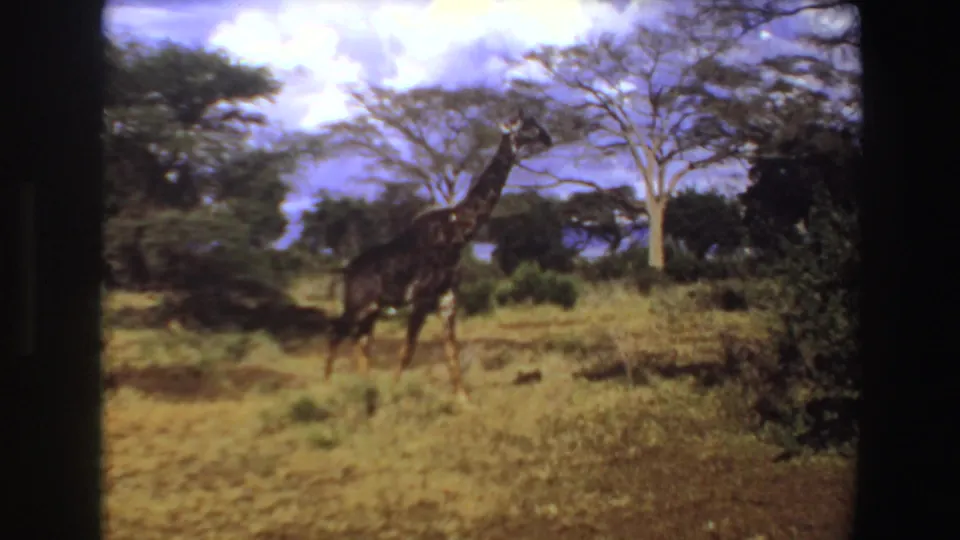1969 Angola 8mm frame of a giraffe crossing sunlit grassland near a broad acacia-like tree.