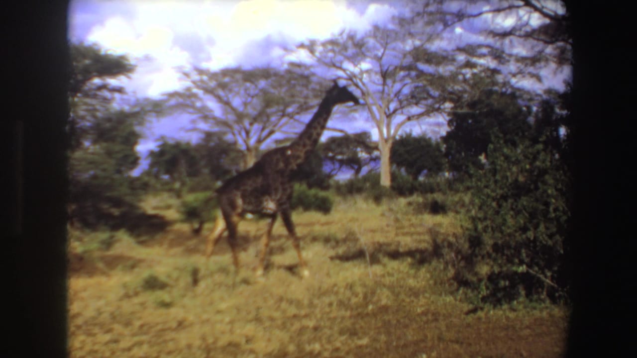 Giraffe walking across dry grassland with trees and shrubs behind it.