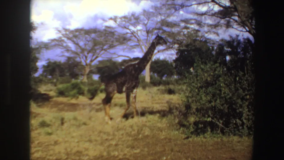A giraffe pauses or walks near dense brush in Angola, 1969, framed by dry grass, scattered trees, bright clouds, and 8mm film borders.