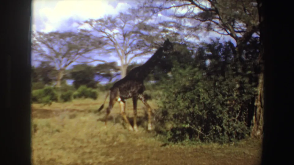A giraffe moves partly alongside brush and a tree trunk in Angola, 1969, with dry grass, open trees, cloudy sky, and soft 8mm color.
