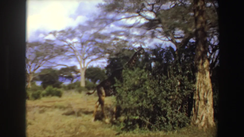 A giraffe is partly hidden by shrubs and trees in Angola, 1969, with dry savanna grass, a large tree trunk, bright sky, and dark frame edges.