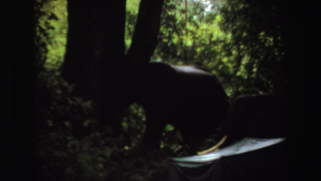 1969 Angola 8mm frame showing elephants partly silhouetted among trees, with tusks and a pale tent visible in the foreground.