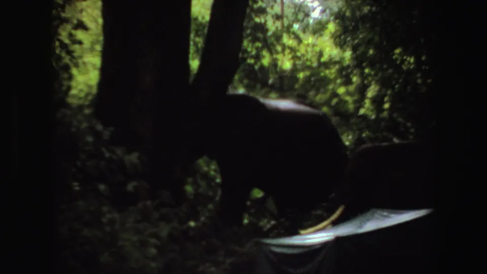 1969 Angola 8mm frame showing elephants partly silhouetted among trees, with tusks and a pale tent visible in the foreground.