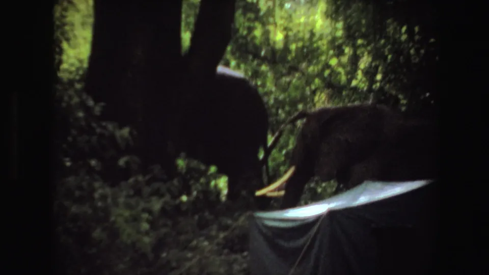 1969 Angola 8mm frame with a tusked elephant moving through sun-dappled forest behind a pale tent or tarp.