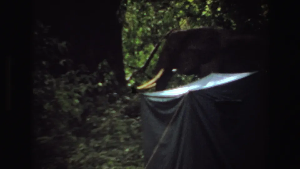 1969 Angola 8mm frame showing elephants crossing behind a pale canvas tent amid dense green forest and heavy shade.