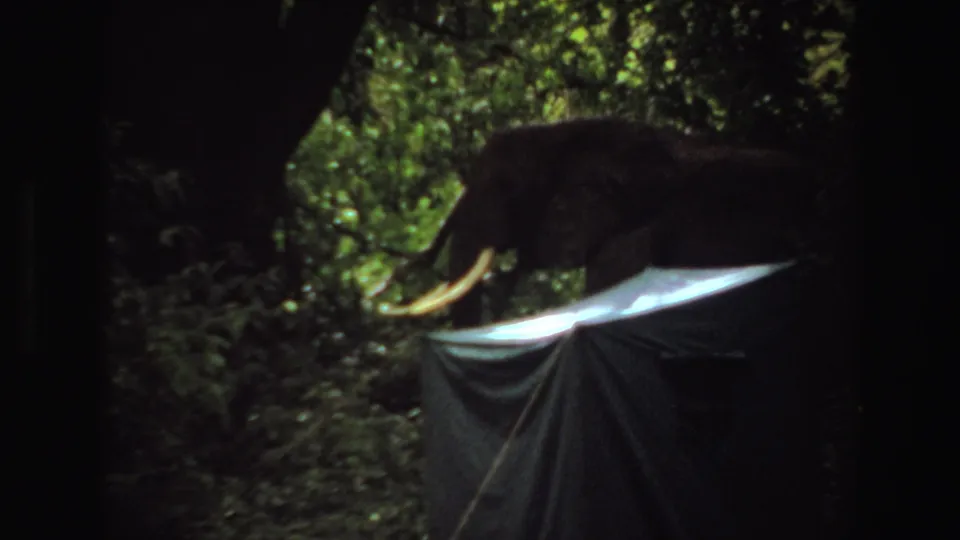 1969 Angola 8mm frame of a tusked elephant moving beside a pale tent, with another elephant form partly visible in shadow.