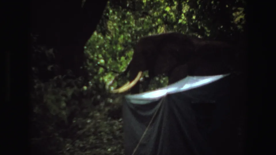 1969 Angola 8mm frame showing a tusked elephant moving behind a pale tarp or tent edge in dense foliage.
