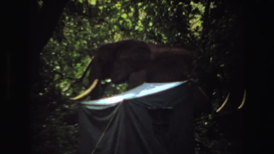 1969 Angola 8mm frame with a dark elephant and visible tusks partly hidden by a foreground tarp and foliage.