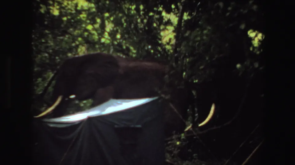 1969 Angola 8mm frame showing the elephant closer to the tarp, with tusks and trunk area visible in shadowed foliage.