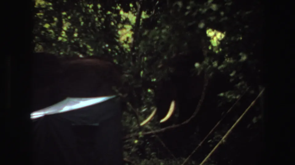 1969 Angola 8mm frame showing a tusked elephant in deeper shadow beside a pale tarp and dense jungle plants.