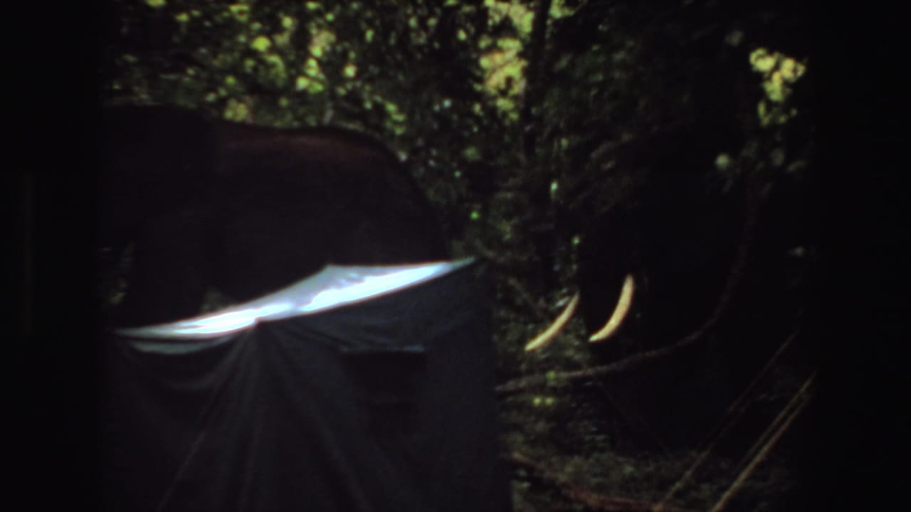 1969 Angola 8mm frame showing an elephant behind a dark tarp or tent in a shadowed forest setting.