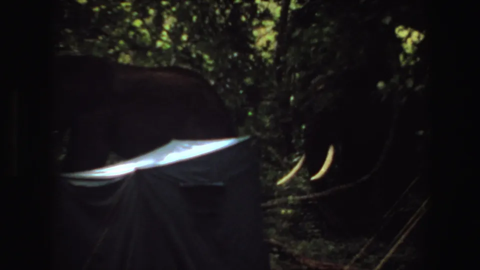 1969 Angola 8mm frame showing an elephant behind a dark tarp or tent in a shadowed forest setting.