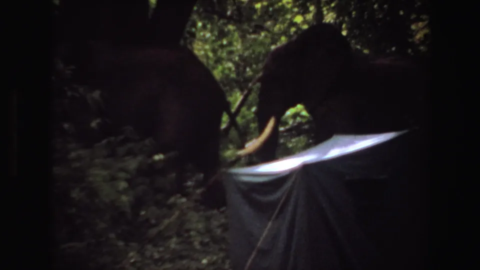 1969 Angola 8mm frame of elephants in dense forest, with one tusked head near a tarp-like foreground object.