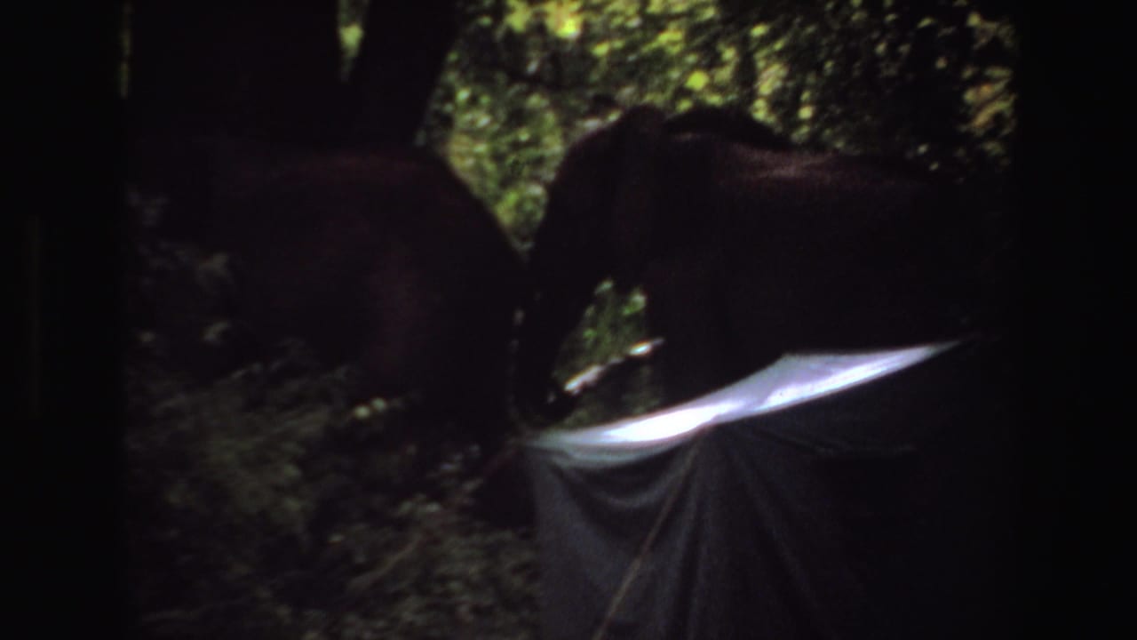 1969 Angola 8mm frame showing two elephants partly silhouetted in dense greenery near a pale tarp or shelter edge.