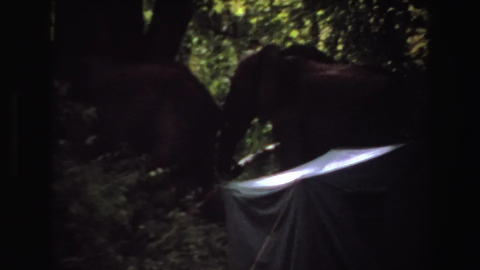 1969 Angola 8mm frame showing two elephants partly silhouetted in dense greenery near a pale tarp or shelter edge.